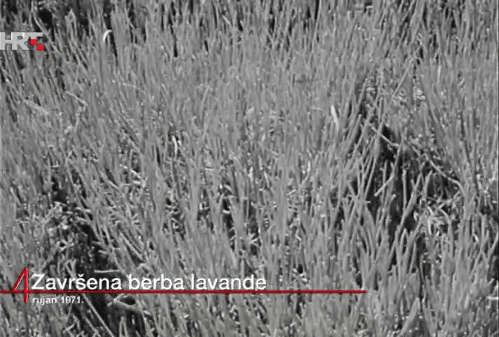 lavanda