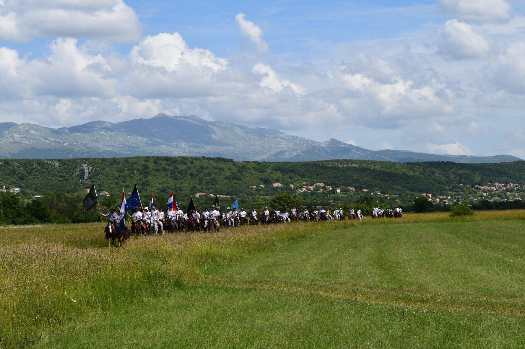 sinj horse 1