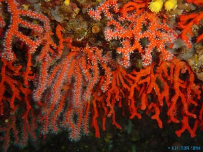 red coral wildsea.eu.jpeg