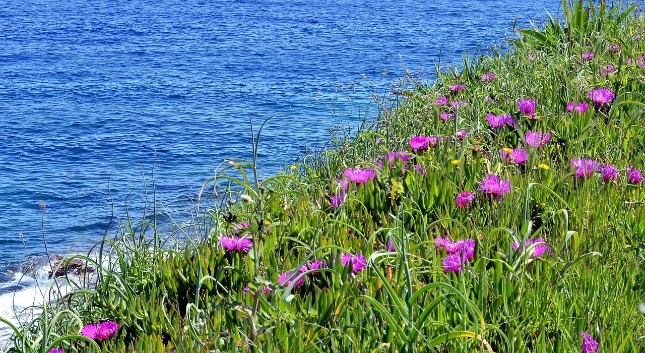 losinj-1764676_1280.jpg