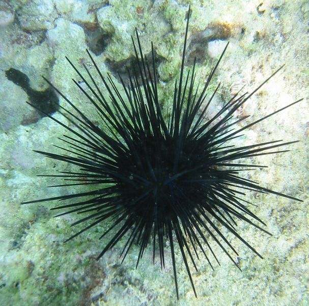 sea urchin 3.jpg