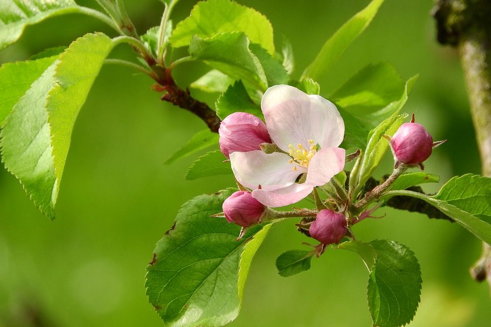 apple-blossom-2363114_960_720.jpg