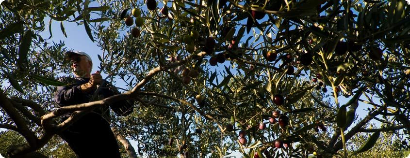 olive harvest 2.jpg