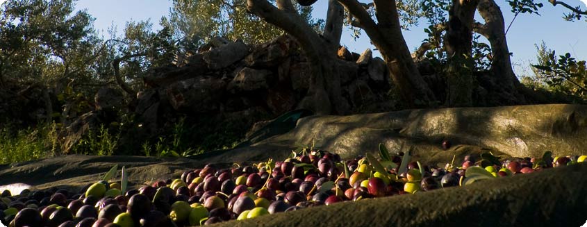 olives 2.jpg