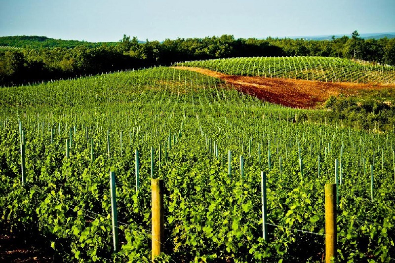 croatia-visnjan-vineyard-parenzana13.jpg