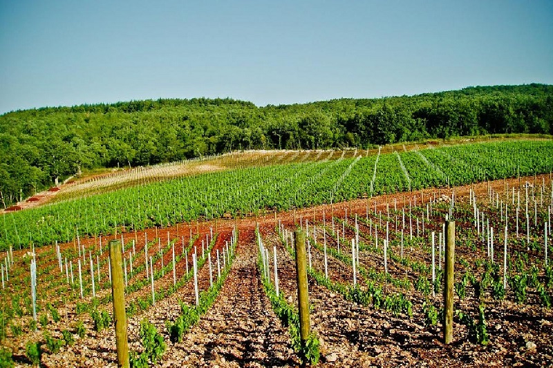 croatia-visnjan-vineyard-parenzana15.jpg