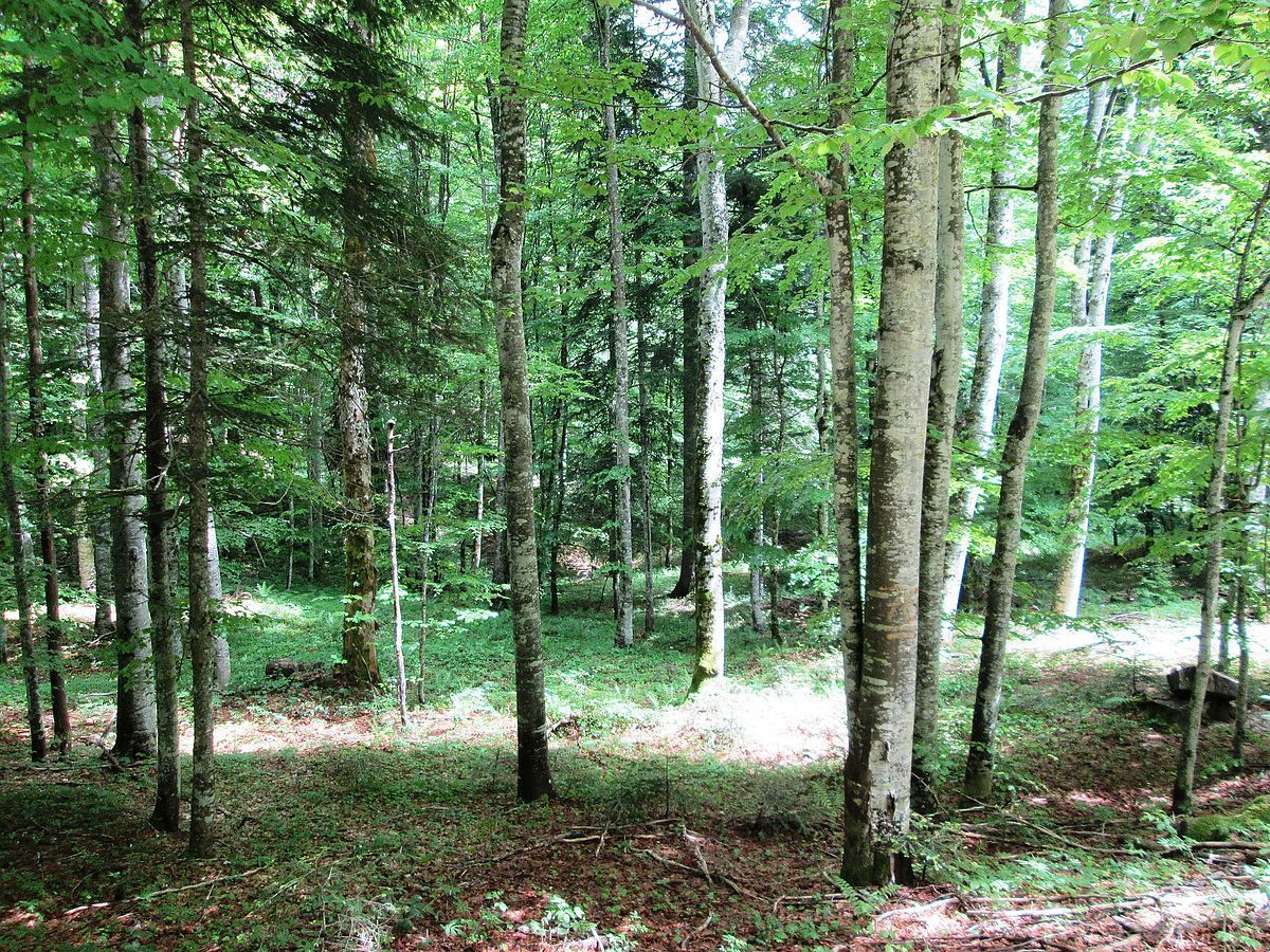 1200px-Velebit_Forest.jpg