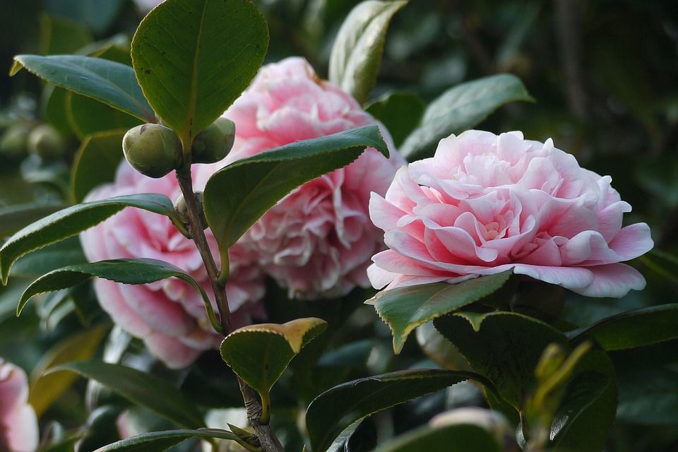 Hedge-Green-Nature-Camellia-Floral-Flowers-Garden-1611226.jpg