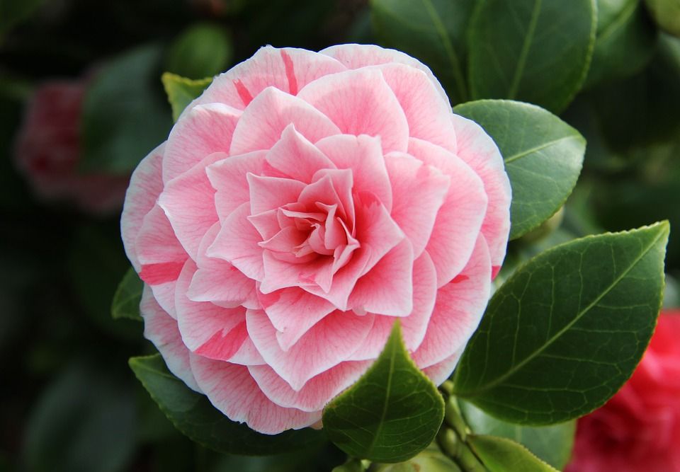 Pink-Camellia-Close-Spring-Full-Bloom-1303226.jpg