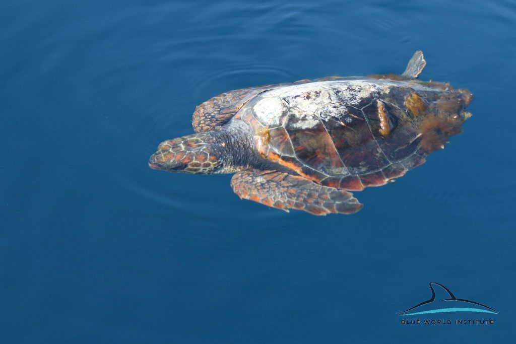 caretta-caretta-1024x683.jpg