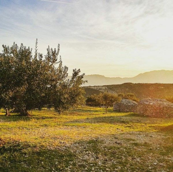 Olive groves in Dol (600 x 598).jpg