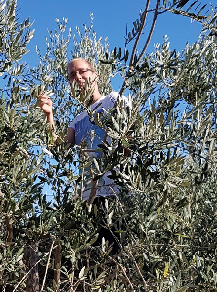 a-a-olive-harvest-hvar (4).jpg