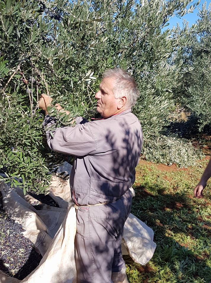 a-a-olive-harvest-hvar (5).jpg