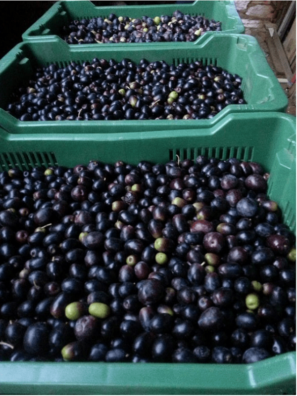 olive-hvar-crop.PNG
