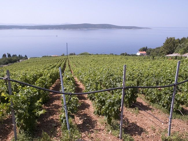 zlatanotok-vineyards-hvar.jpg