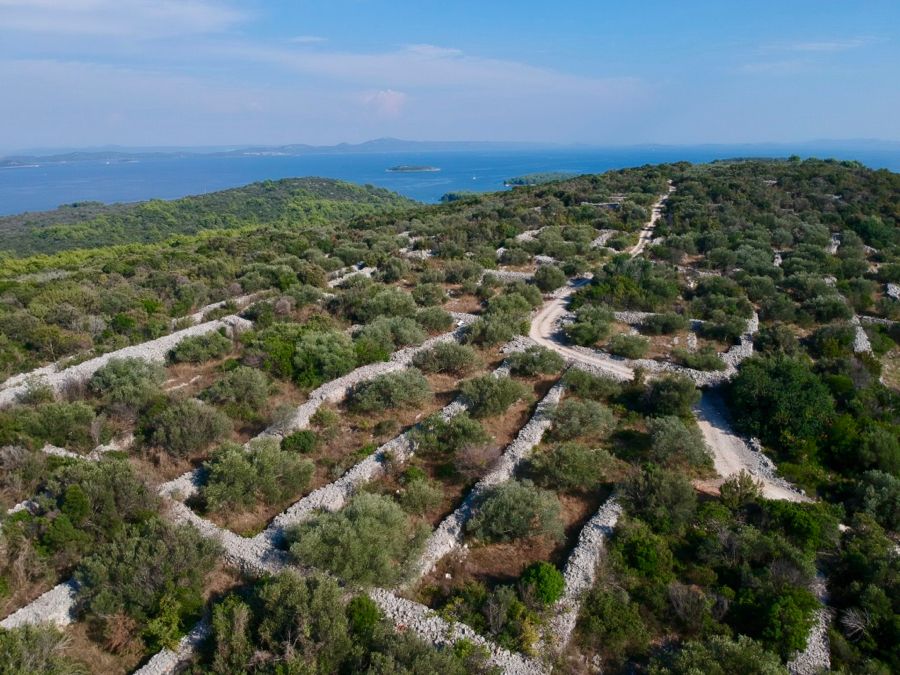 The olives on Iž still hold onto the rows and parcels set centuries ago.