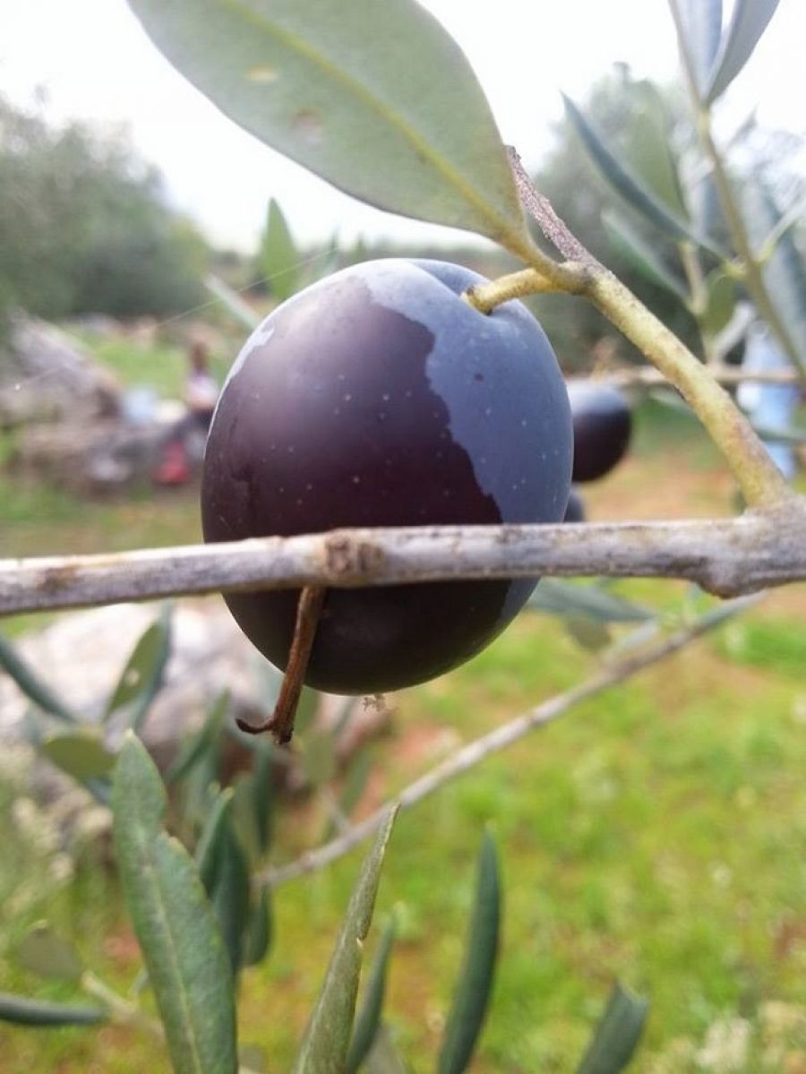dalmatian-olive-oil-hvar (4).jpg