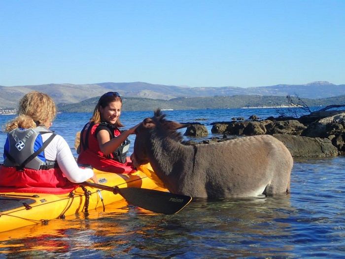 kayaking-in-croatia-donkey.jpg