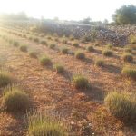 harvesting-lavender-lazic (10).jpg