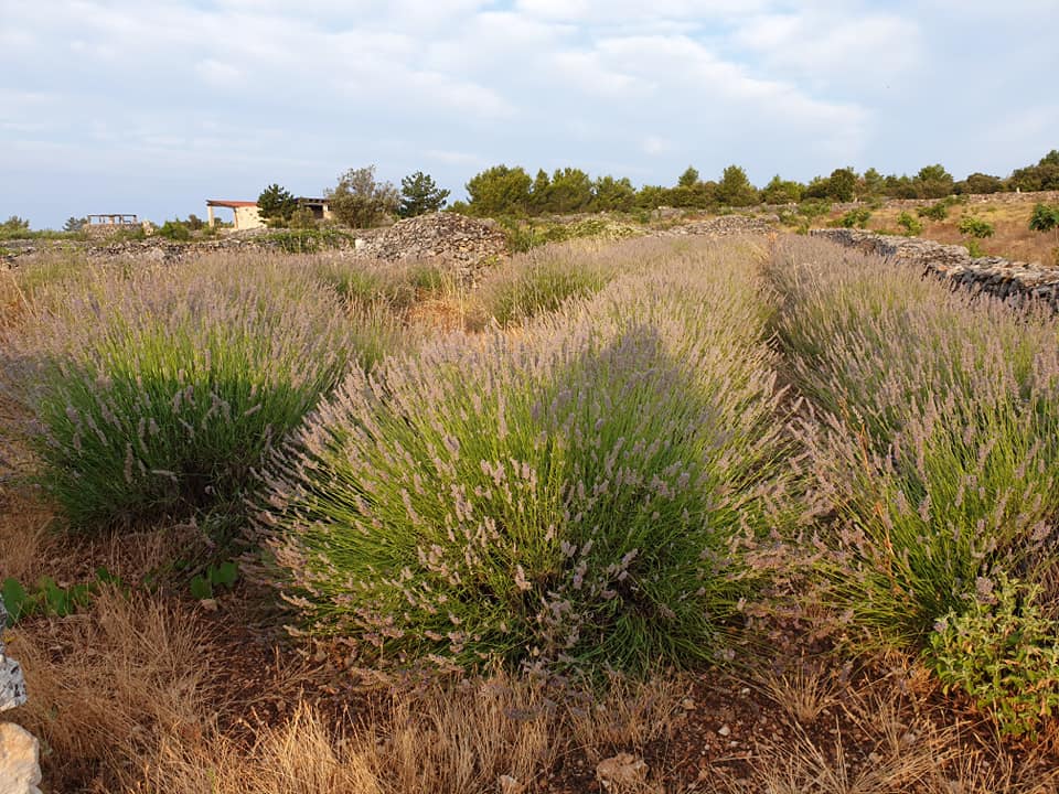 harvesting-lavender-lazic (2).jpg