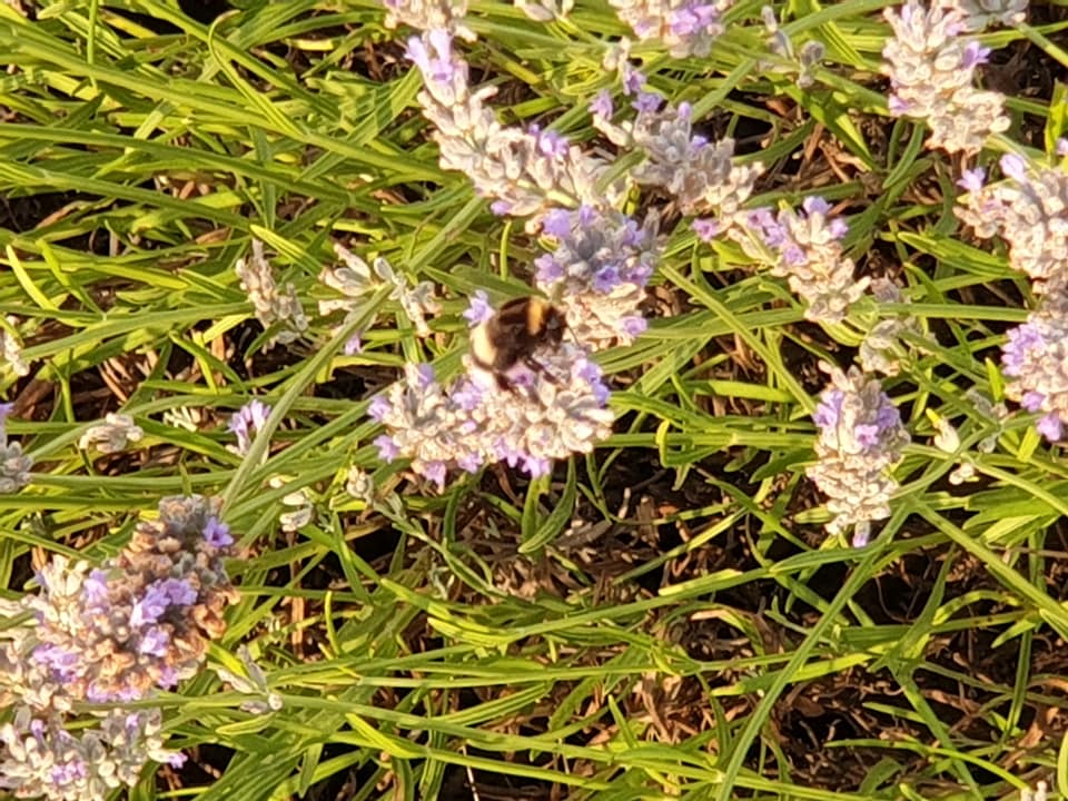harvesting-lavender-lazic (6).jpg