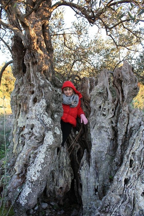 oldest-olive-tree-hvar-1.jpg