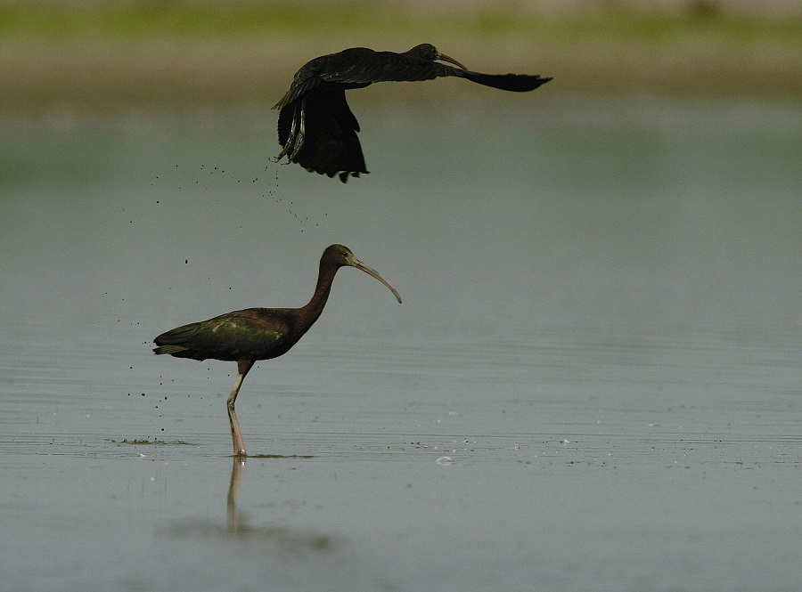 birdwatching-in-croatia (3).jpg