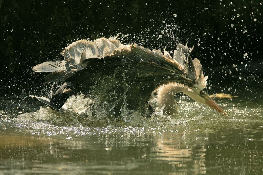 birdwatching-in-croatia (5).jpg