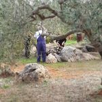 olive-harvest (1).jpg