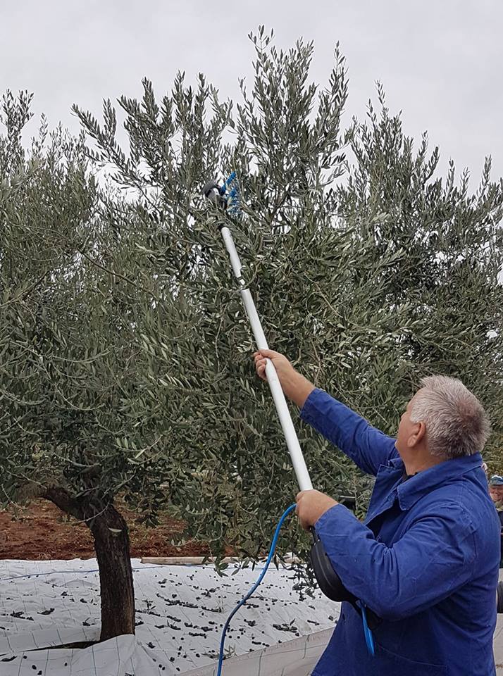 olive-harvest (2).jpg
