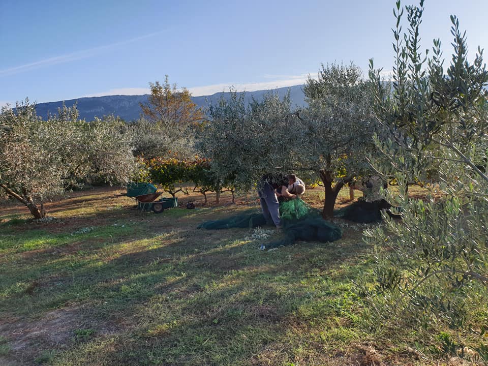 olive-harvest (6).jpg
