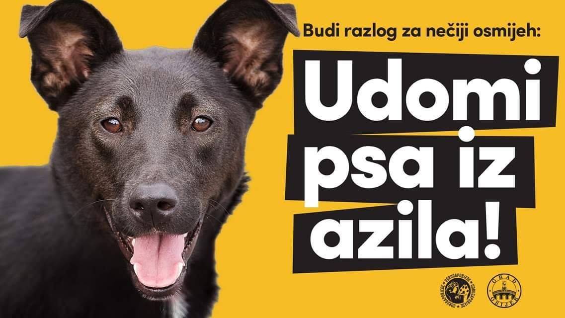 animal-shelters-in-croatia (15).jpg