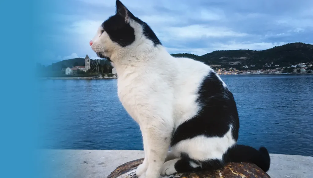 Lucki - the most famous cat from Vis