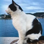 Lucki - the most famous cat from Vis