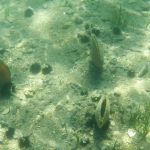 Photo from ekovjesnik.hr