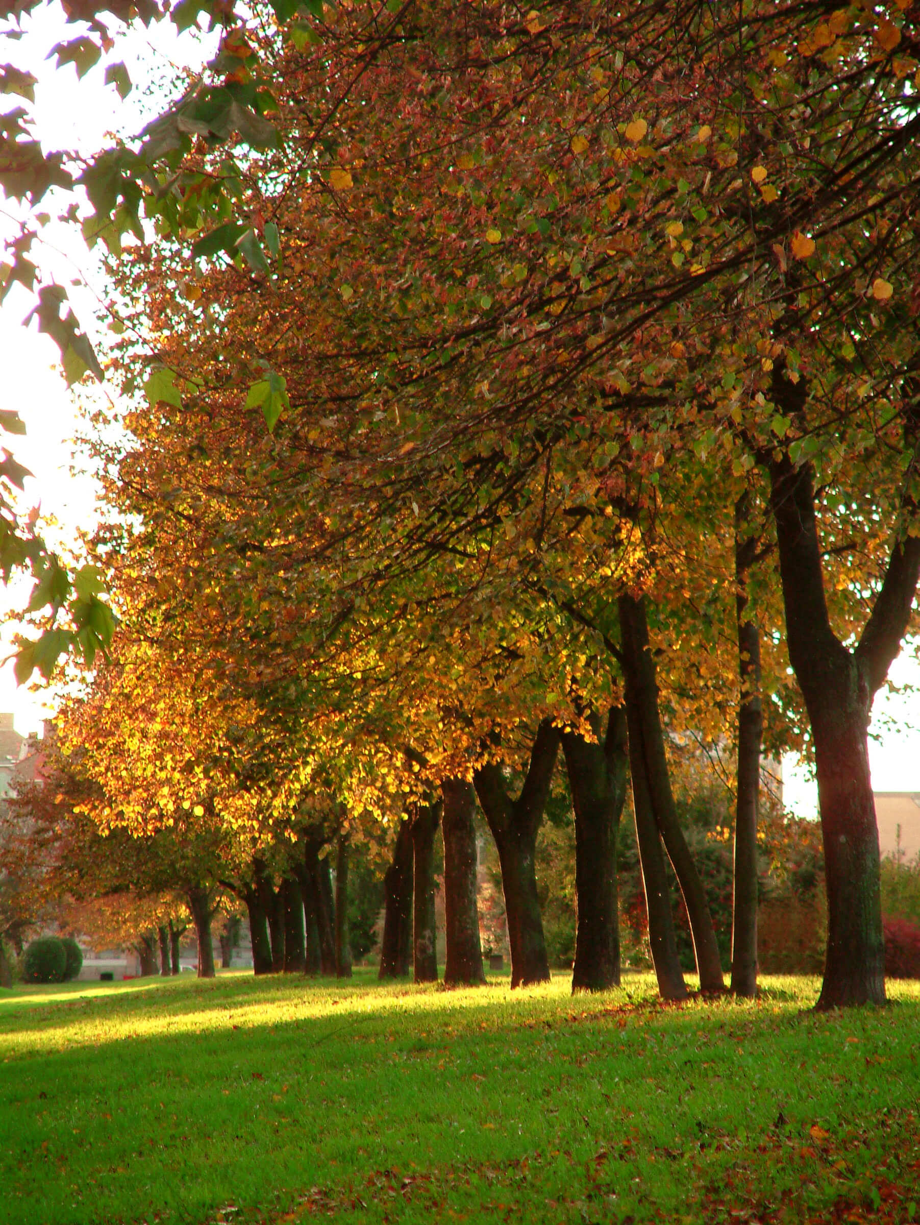 Slavonija_Osijek_parks0022.jpg