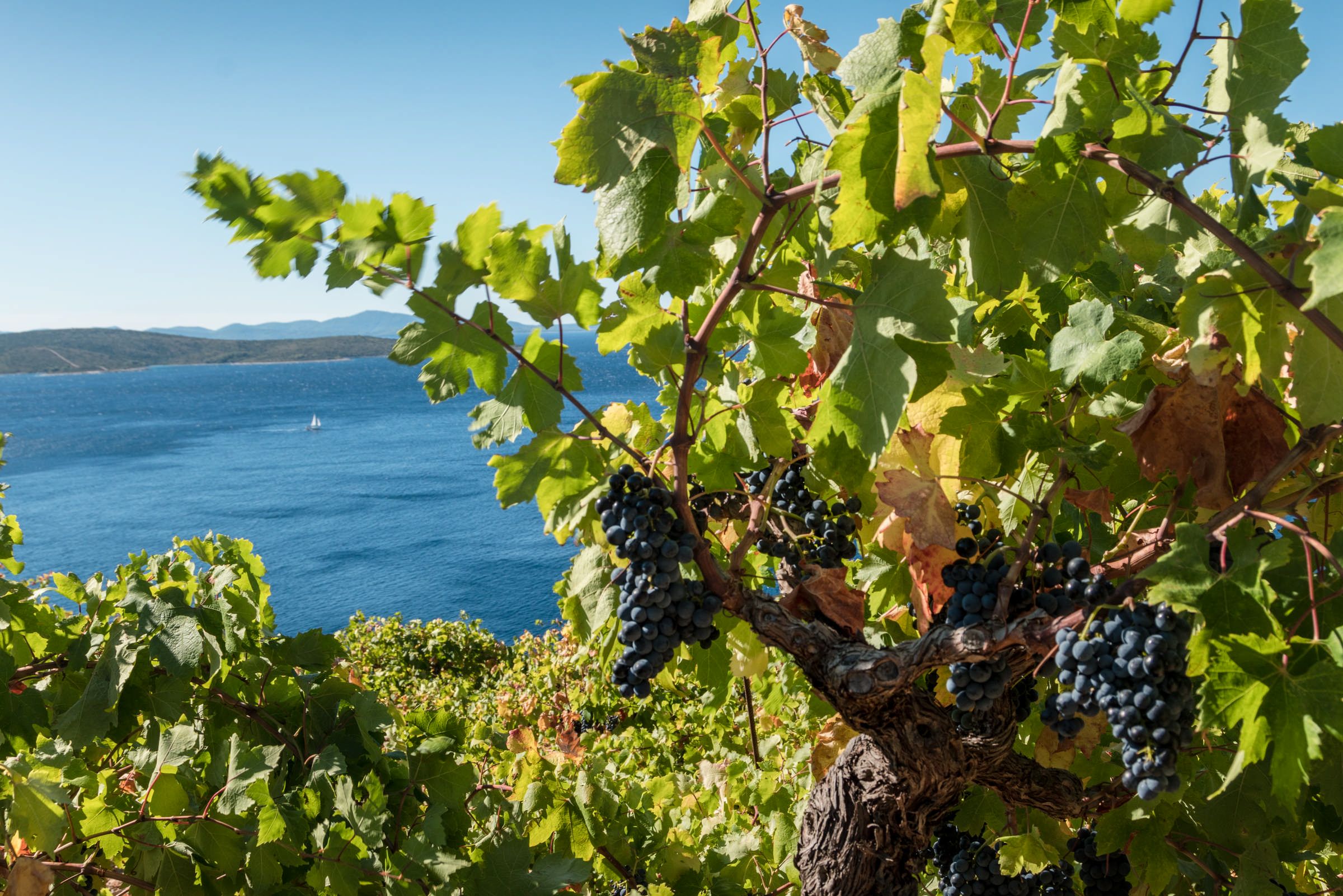 Mediterranean Agriculture Winemaking 