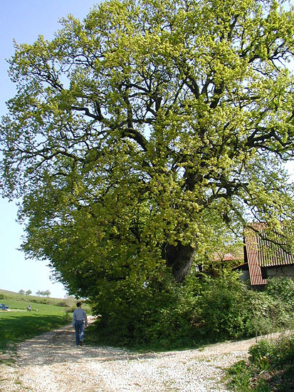 Oak Visoko Opcina Visoko.jpg