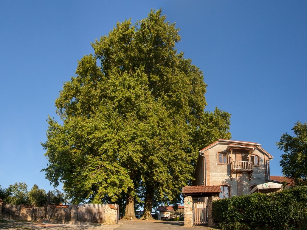 Sveti Urban Davorin Mance Turistička Zajednica Međimurske Županije.jpg