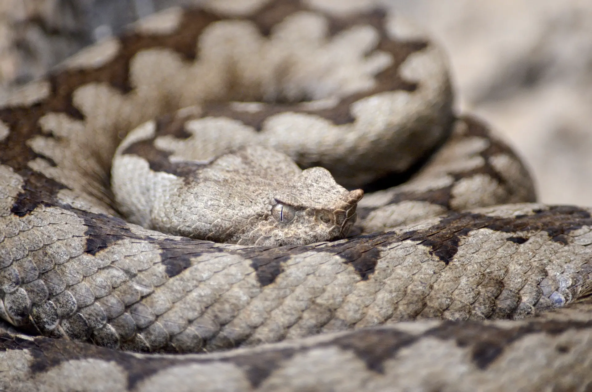 horned-viper-1329241_1920.jpg