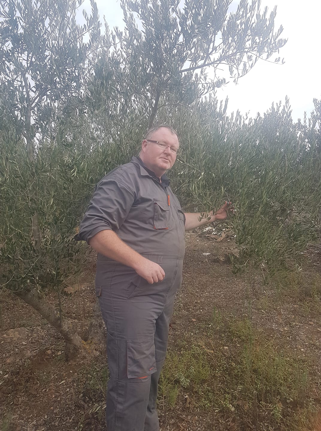 dalmatia-olive-harvest (1).jpg