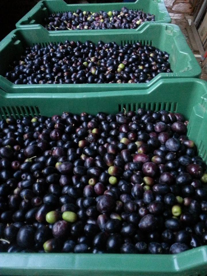 dalmatia-olive-harvest (3).jpg