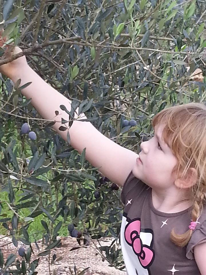 dalmatia-olive-harvest (6).jpg