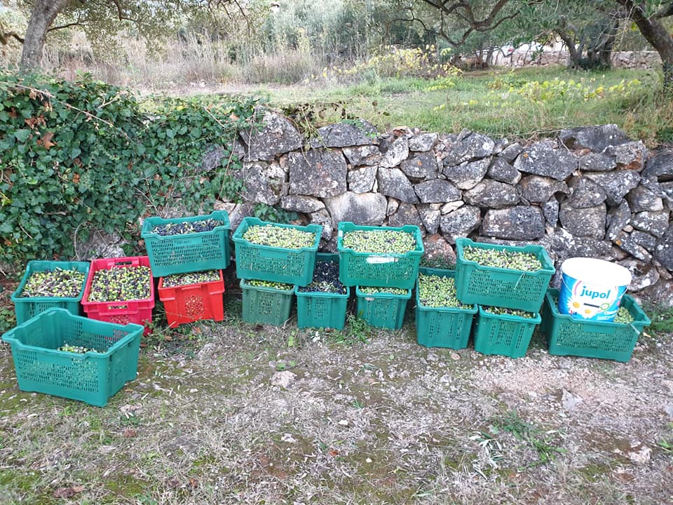 dalmatia-olive-harvest (8).jpg