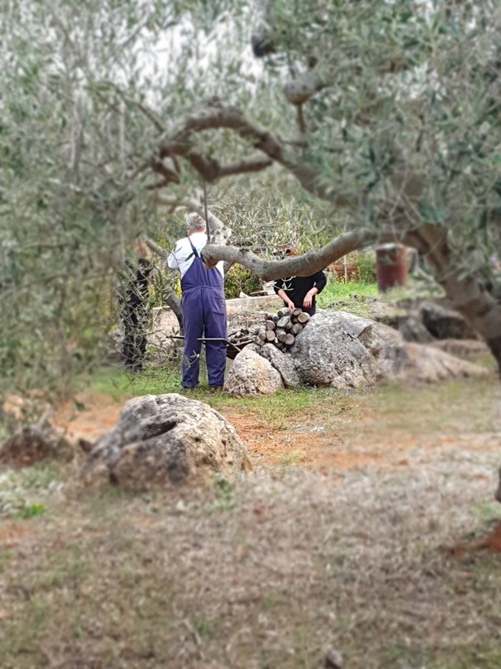 olive-harvest_1.jpg