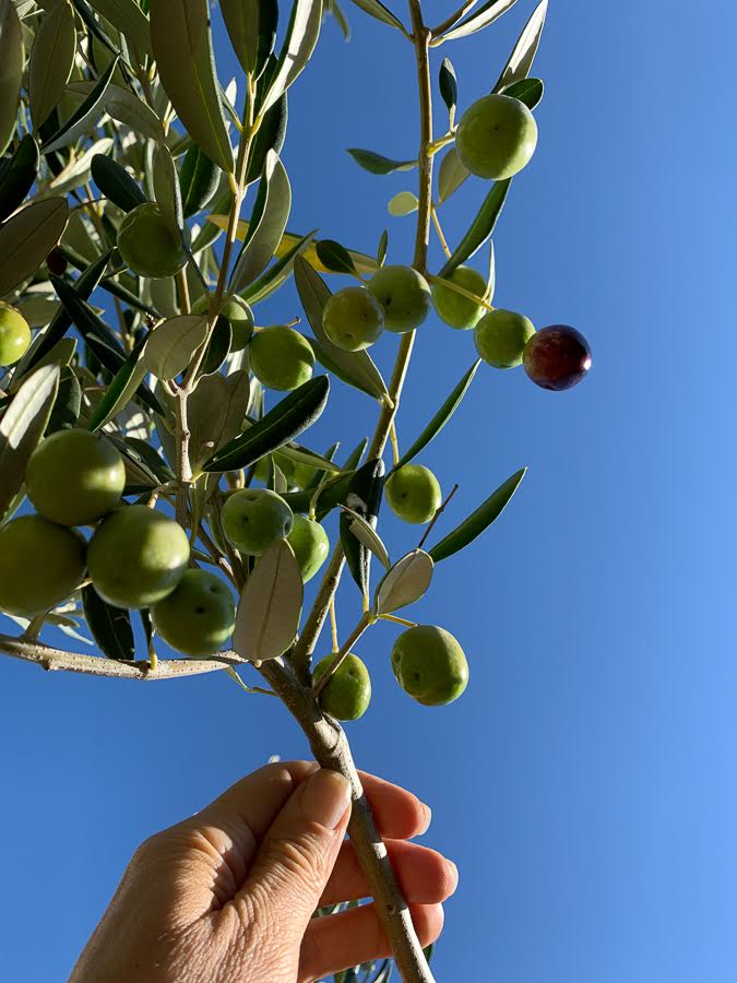olive-picking (4).jpg