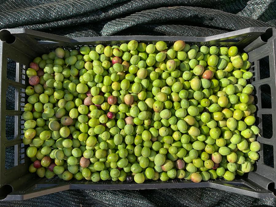 olive-picking (7).jpg