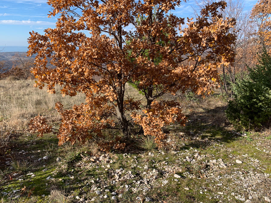 truffle-hunting-in-dalmatia (11).jpg