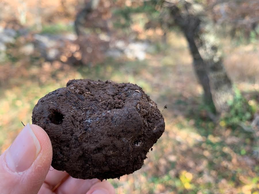 truffle-hunting-in-dalmatia (3).jpg