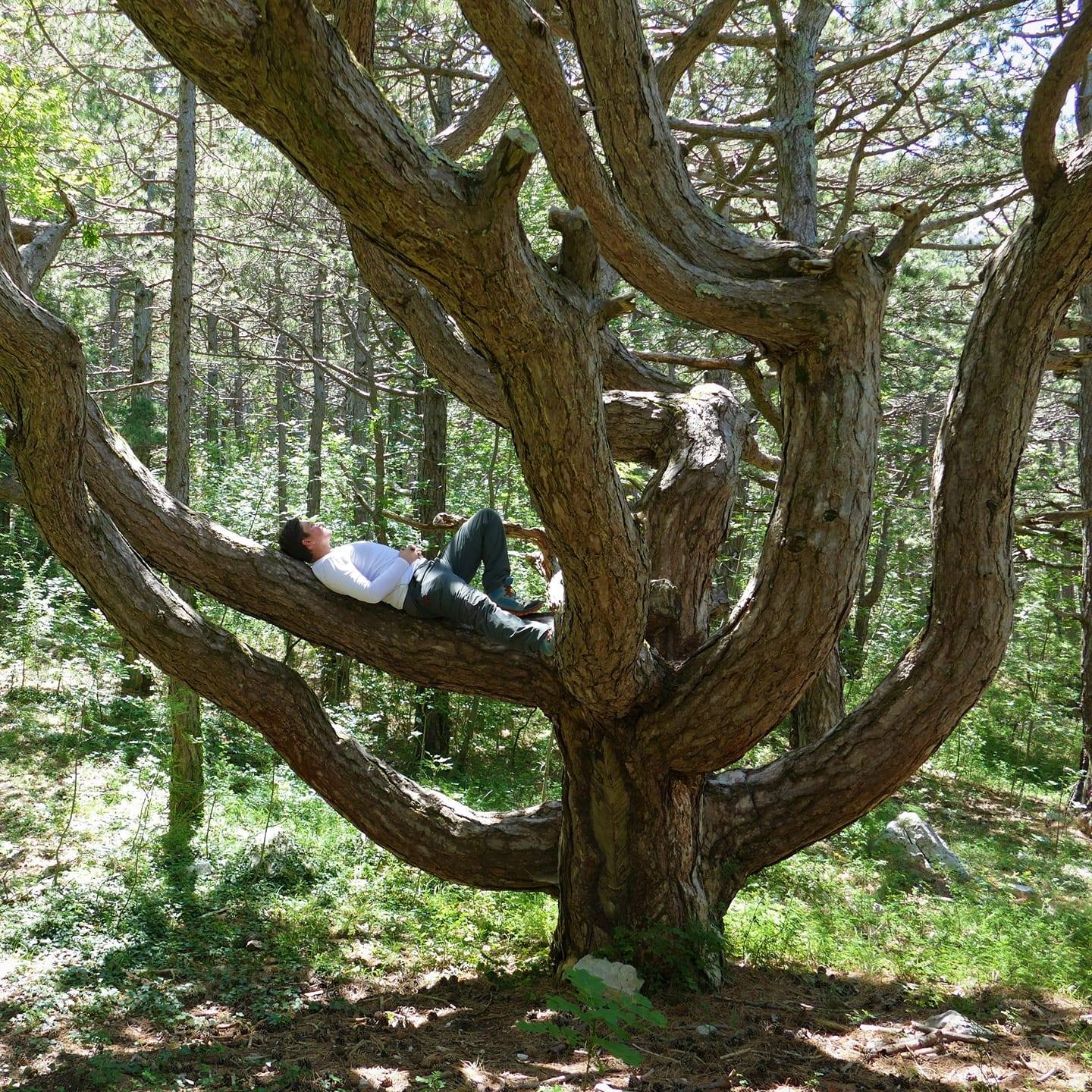 Ivan Limic, in Black pine tree(Pinus nigra) in Pakline place.jpg